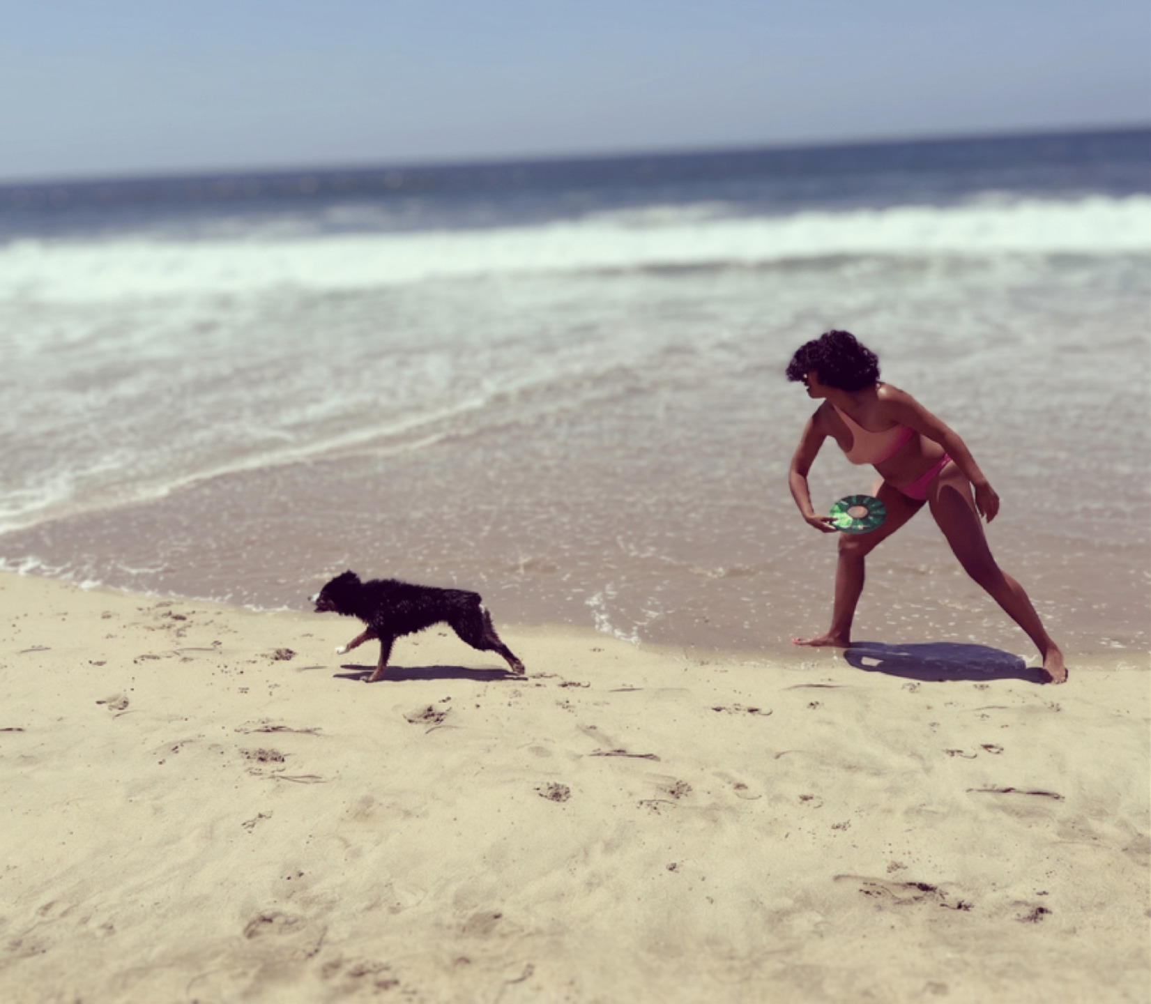 Playing frisbee with a dog on the Santa Monica beach